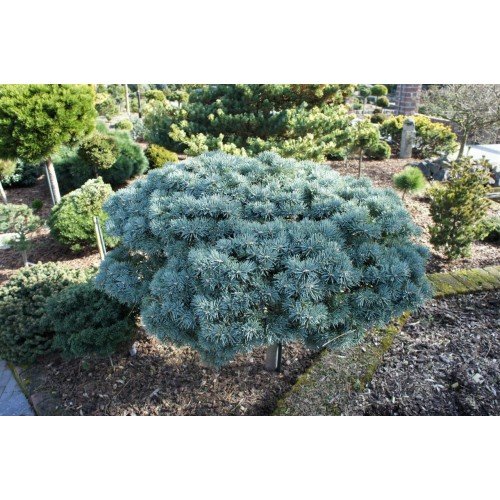 Ялиця Пігільмі продам саджанець, висота штамба 30-50 см, продам ялицю Piggelmee