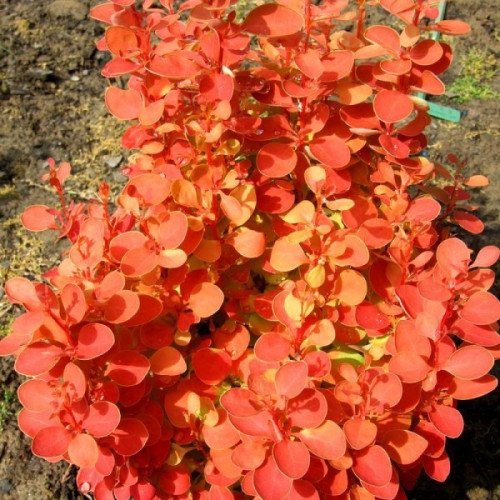 Барбарис Оранж Айс продам саджанець, висота 30-40 см, продам барбарис Orange Ice