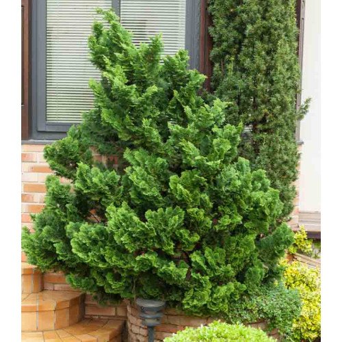 Кипарисовик Нана Грациліс продам саджанець, висота 10-15 см, продам кипарисовик Nana Gracilis