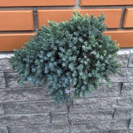 Ялівець Блю Стар продам сажданець, висота 10-15 см,  продам ялівець Blue Star