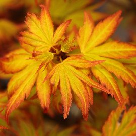 Клен Оранж Дрім продам саджанець, висота 130 см, продам клен Orange Dream