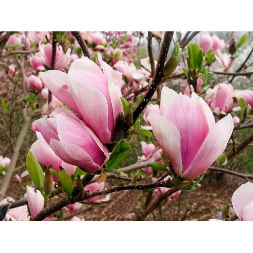 Магнолія Амабіліс продам саджанець, висота 100 см, продам магнолію Amabilis