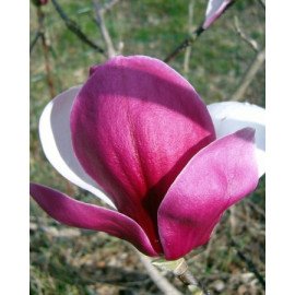 Магнолія Пікардс Рубі продам саджанець, висота 150+ см, продам магнолію Pickard's Ruby