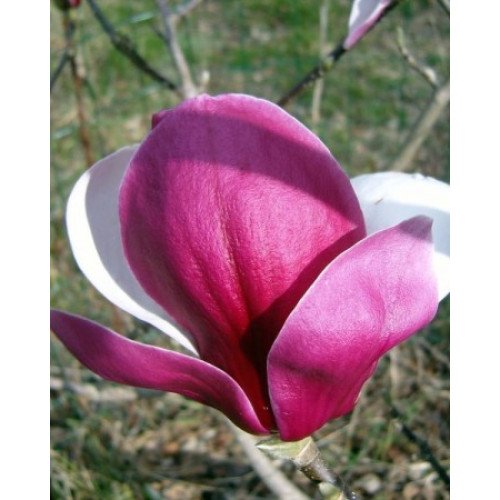 Магнолія Пікардс Рубі продам саджанець, висота 150+ см, продам магнолію Pickard's Ruby