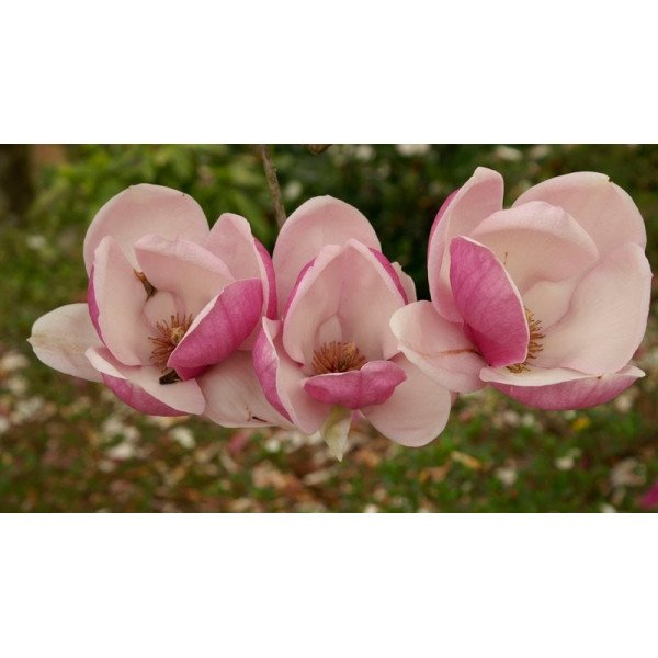 Магнолія Рустіка Рубра продам саджанець, висота 100 см, продам магнолію Rustica Rubra