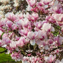 Магнолія Сатісфекшін продам саджанець, висота 150+ см, продам магнолію Satisfaction