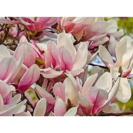 Магнолія ВБ Салем продам саджанець, висота 150+ см, продам магнолію WB Salem