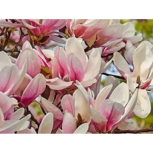 Магнолія ВБ Салем продам саджанець, висота 150+ см, продам магнолію WB Salem