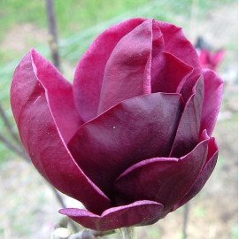 Магнолія Джіні продам саджанець, висота 100 см, продам магнолію Genie