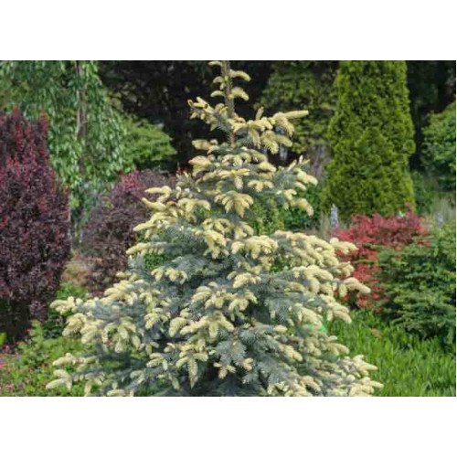 Ялина Біалобок продам саджанець, висота 60-70 см, продам ялину Bialobok