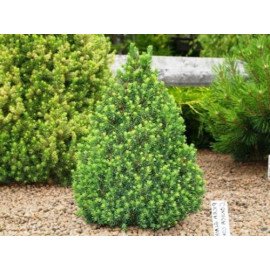 Ялина Коніка продам саджанець, горщик 3л, продам ялину Conica