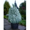 Ялина Сандерс Блю продам саджанець, горщик 3л, продам ялину Sanders Blue
