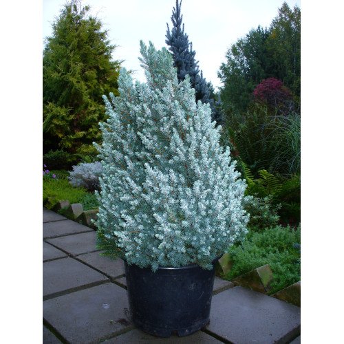 Ялина Сандерс Блю продам саджанець, горщик 3л, продам ялину Sanders Blue