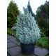 Ялина Сандерс Блю продам саджанець, горщик 3л, продам ялину Sanders Blue