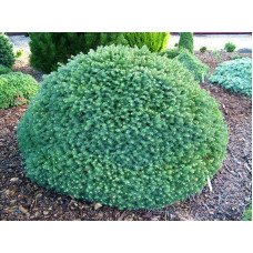 Ялина Карел продам саджанець, горщик 4л, куплю саджанець ялини Karel