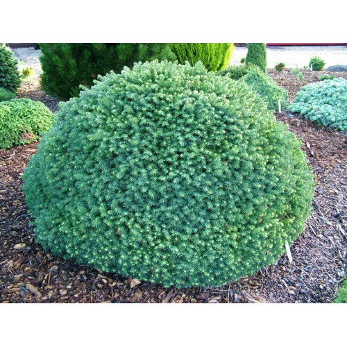 Ялина Карел продам саджанець, горщик 4л, куплю саджанець ялини Karel