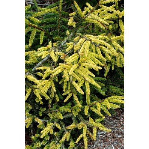 Ялина Ауреаспіката продам саджанець, висота 100-110 см, продам ялину Aureospicata