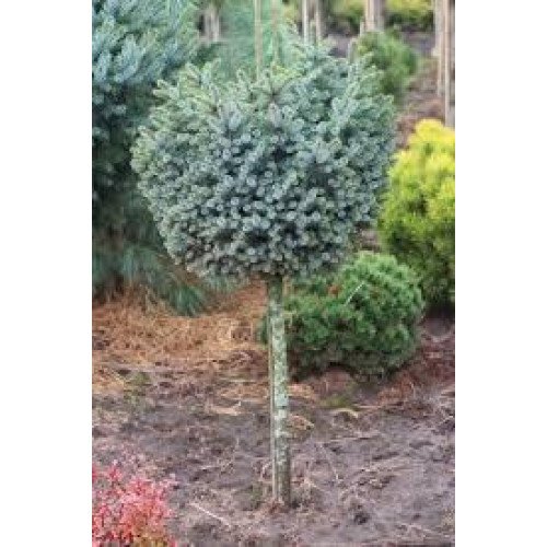 Ялина Сільберцверг продам саджанець, висота штама 100 см, продам ялину Silberzwerg