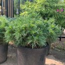 Сосна Грін Твіст на штамбі, висота 80-100 см, продам саджанець сосни Green Twist