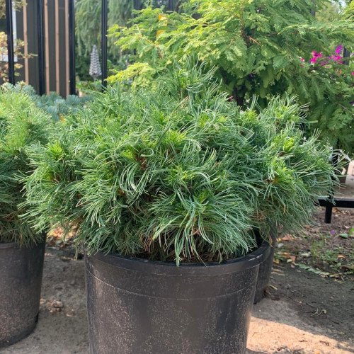 Сосна Грін Твіст на штамбі, висота 80-100 см, продам саджанець сосни Green Twist