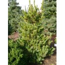 Сосна Чікуза Готен продам саджанець, висота 30-40 см, продам сосну Chikuza Goten