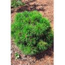 Продам сосну Варелла на штамбі, висота 70-80 см, продам сосну Varella