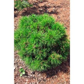 Продам сосну Варелла на штамбі, висота 70-80 см, продам сосну Varella