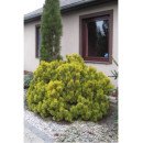 Сосна Вінтер Голд продам саджанець, висота 20-30 см, продам сосну Winter Gold