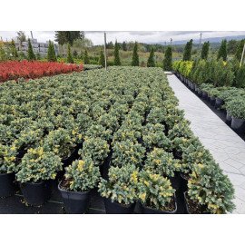 Продам ялівець Флореант, висота 15-20 см,  продам ялівець Floreant