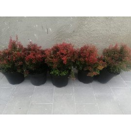 Барбарис Адмірейшн продам саджанець, горщик 3л, продам барбарис Admiration