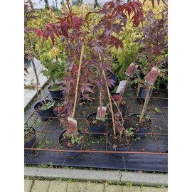 Продам клен пальмолистий червоний, висота 130-140 см, куплю японський клен