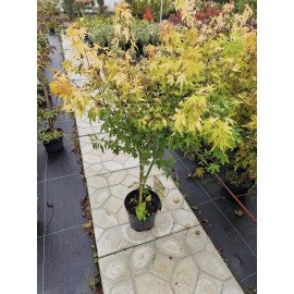 Продам клен пальмолистий жовтий, висота 130-140 см, куплю японський клен