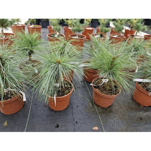 Сосна Вітхорст продам саджанець, висота 30 см, продам сосну Wiethorst