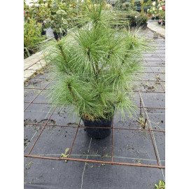 Сосна гімалайська продам саджанець, Висота 70-80 см, продам саджанець гімалайської сосни