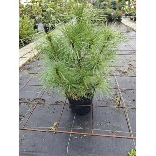 Сосна гімалайська продам саджанець, Висота 70-80 см, продам саджанець гімалайської сосни