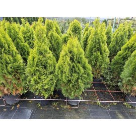 Туя Форевер Голд продам саджанець, висота 80-90 см, продам тую Forever Gold