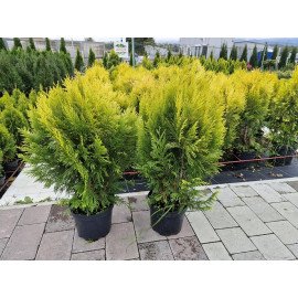 Туя Голден Смарагд продам саджанець, Висота 80-90 см, продам тую Golden Smaragd