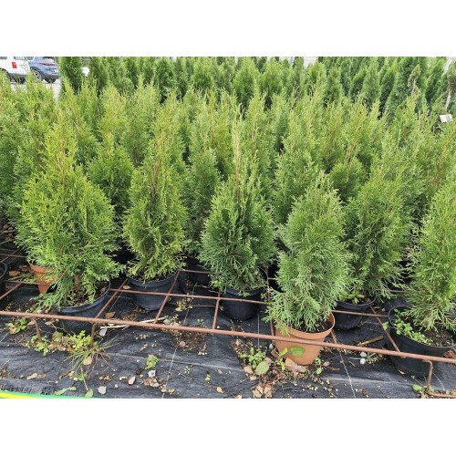 Туя Смарагд продам саджанець, висота 50-60 см, продам тую Smaragd