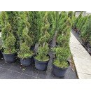 Туя Смарагд формована під спираль продам саджанець, продам тую Smaragd