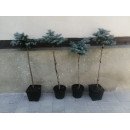 Ялина Глаука Глобоза на штамбі, висота штамба 100 см, продам ялину Glauca Globosa