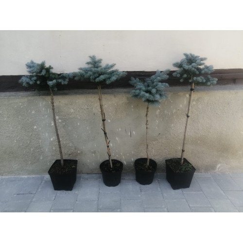 Ялина Глаука Глобоза на штамбі, висота штамба 100 см, продам ялину Glauca Globosa