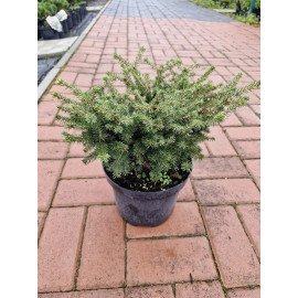 Ялина Нідіформіс продам саджанець, висота 30-40 см, продам ялину Nidiformis