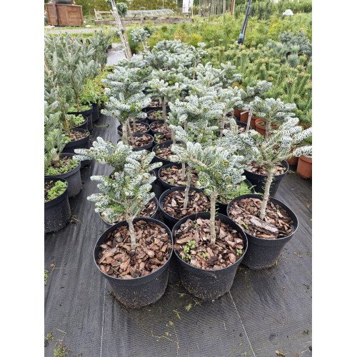 Ялиця Айсбрекер продам саджанець, висота 30-40 см, продам ялицю Icebreaker