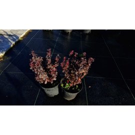 Барбарис Конкорд продам саджанець, висота 30 см, продам саджанець Concorde