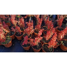 Барбарис Оранж Айс продам саджанець, висота 30-40 см, продам барбарис Orange Ice