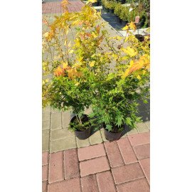 Клен Оранж Дрім продам саджанець, висота 130 см, продам клен Orange Dream