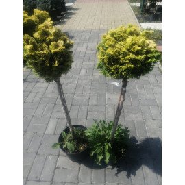 Продам кипарисовик Аврора на штамбі, висота 100 см, продам кипарисовик Aurora