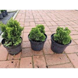 Кипарисовик Нана Грациліс продам саджанець, висота 10-15 см, продам кипарисовик Nana Gracilis
