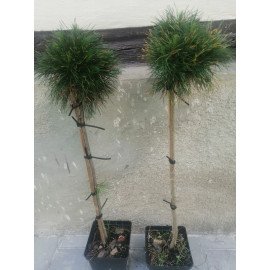 Продам сосну Варелла на штамбі, висота 70-80 см, продам сосну Varella