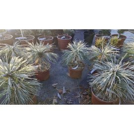 Сосна гімалайська продам саджанець, висота 20 см, продам саджанець Pinus wallichiana